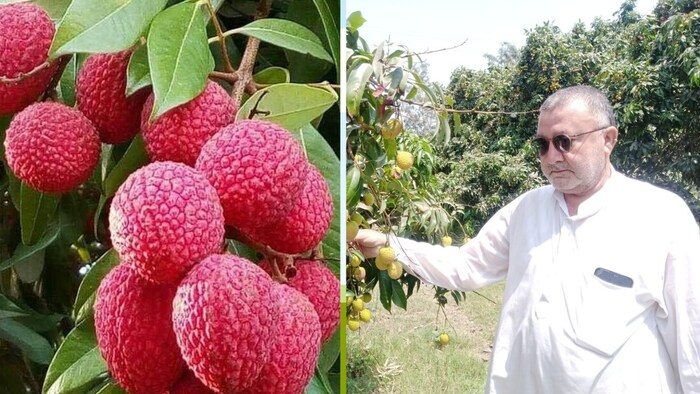 लीची की खेती करने वाले बाराबंकी जिले के किसान काजिम सज्जाद (Photo-Kisan Tak)