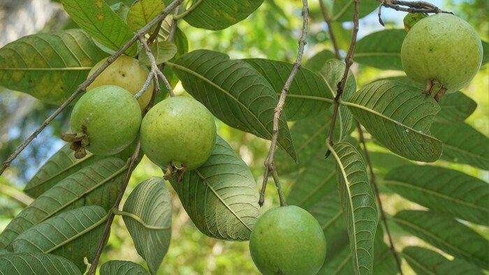 अमरूद उगाने के क्षेत्रफल में 36.64 फीसदी की बढ़ोत्तरी हुई है.