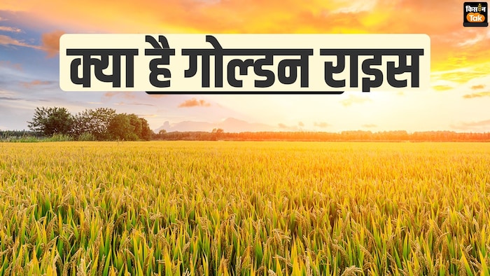 गोल्डन राइस पर दुनिया भर में हंगामा क्यों