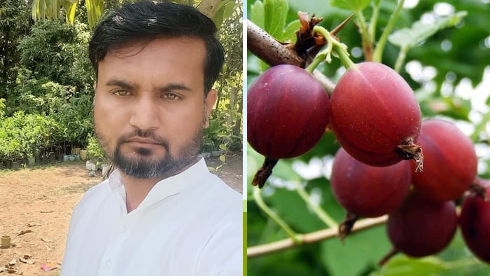 लाल आंवले की खेती करने वाले लखनऊ के किसान अफताब (Photo-Kisan Tak)