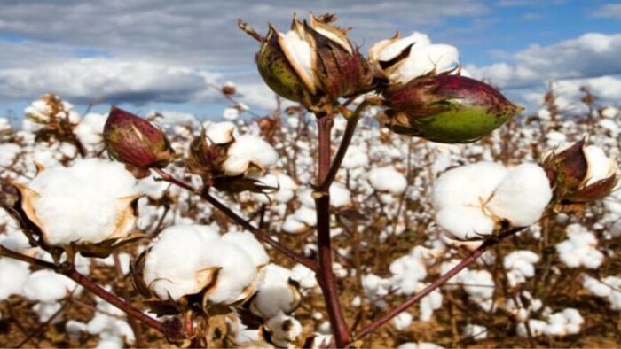 कपास की खेती (सांकेतिक तस्वीर)