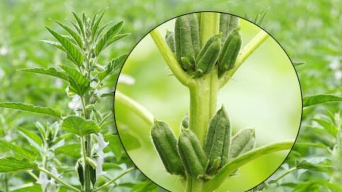 तिल की खेती