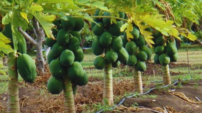 पपीते के बौने पौधे