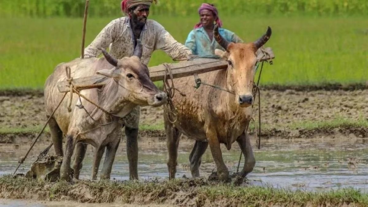 बारिश के बाद कर्नाटक में खरीफ फसलों की बुवाई में आई तेजी, जानें इस बार कितना होगा दलहन का रकबा