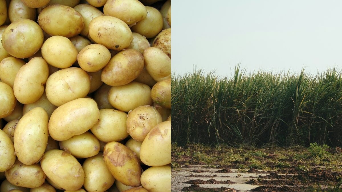 यूपी के गन्ना किसानों में आलू की खेती का क्रेज