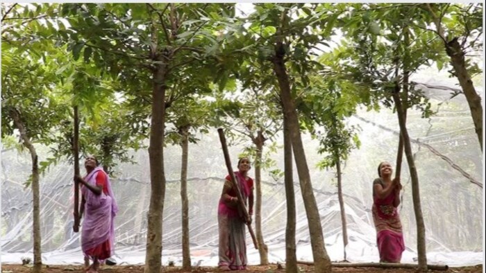 वनोपज पर एमएसपी