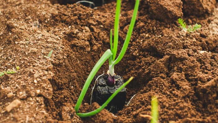 तेलंगाना में किसानों को बड़ी राहत