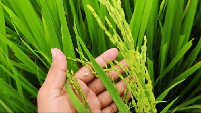 धान की खेती