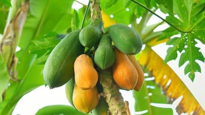 पपीते की खेती