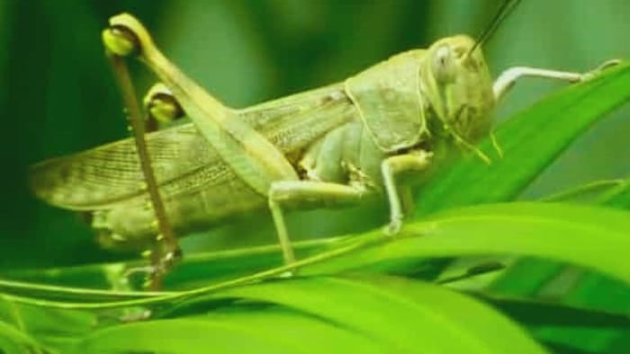 किसानों के मित्र कीट