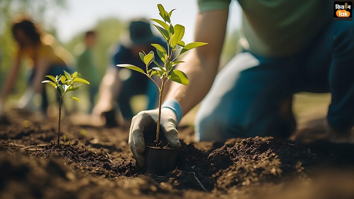 आरोग्यपचा की होगी खेती (सांकेतिक तस्वीर)