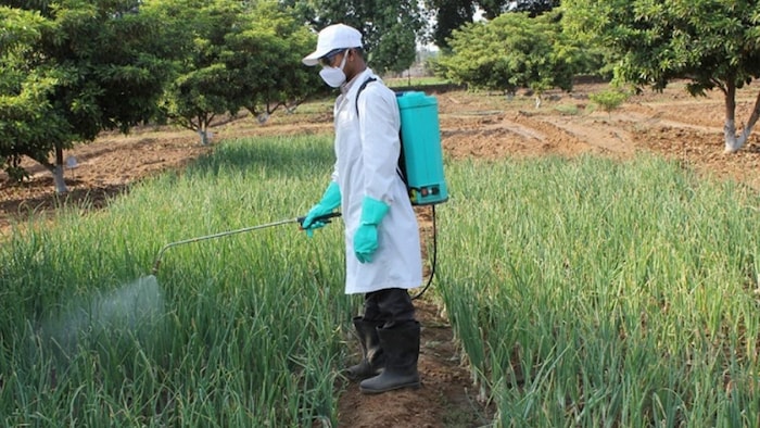 नैनो हर्बिसाइड्स प्रयोग से फायदे. सांकेतिक फोटो