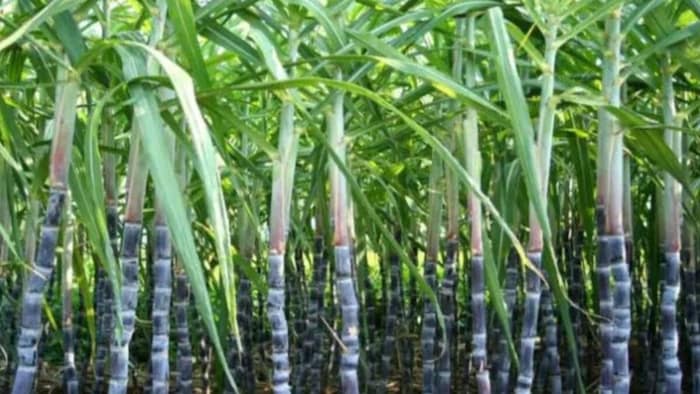 गन्ने की खेती के लिए सलाह (सांकेतिक तस्वीर)