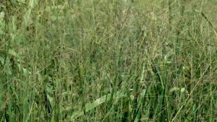 हरा चारा