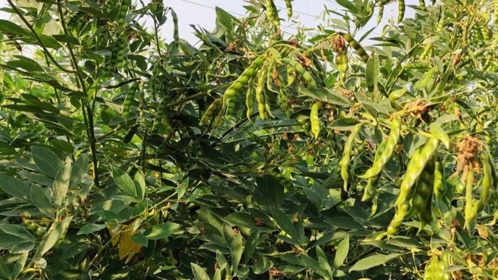 अरहर की खेती