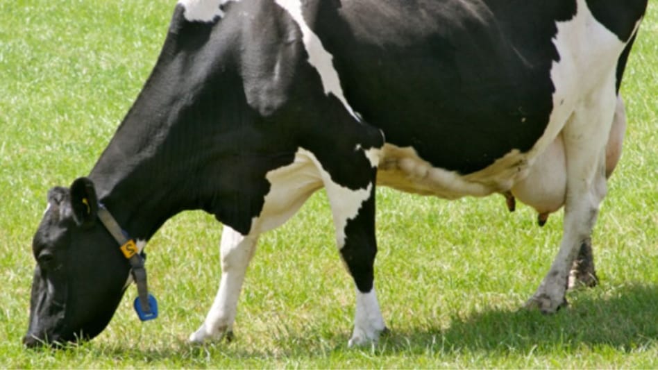 Cow Breed: बंपर दूध उत्पादन के लिए गाय की ये नस्ल है बेस्ट, जानें किन राज्यों में कर सकते हैं इसका पालन Cow Breed: बंपर दूध उत्पादन के लिए गाय की ये नस्ल है बेस्ट, जानें किन राज्यों में कर सकते हैं इसका पालन