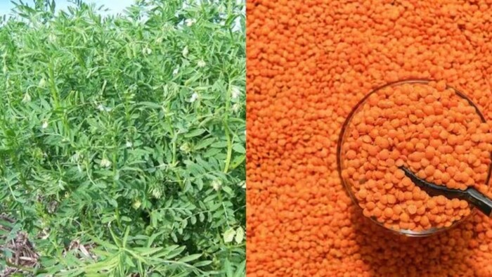 मसूर की खेती