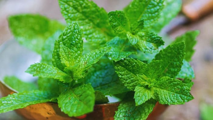 औषधीय मेंथा की खेती