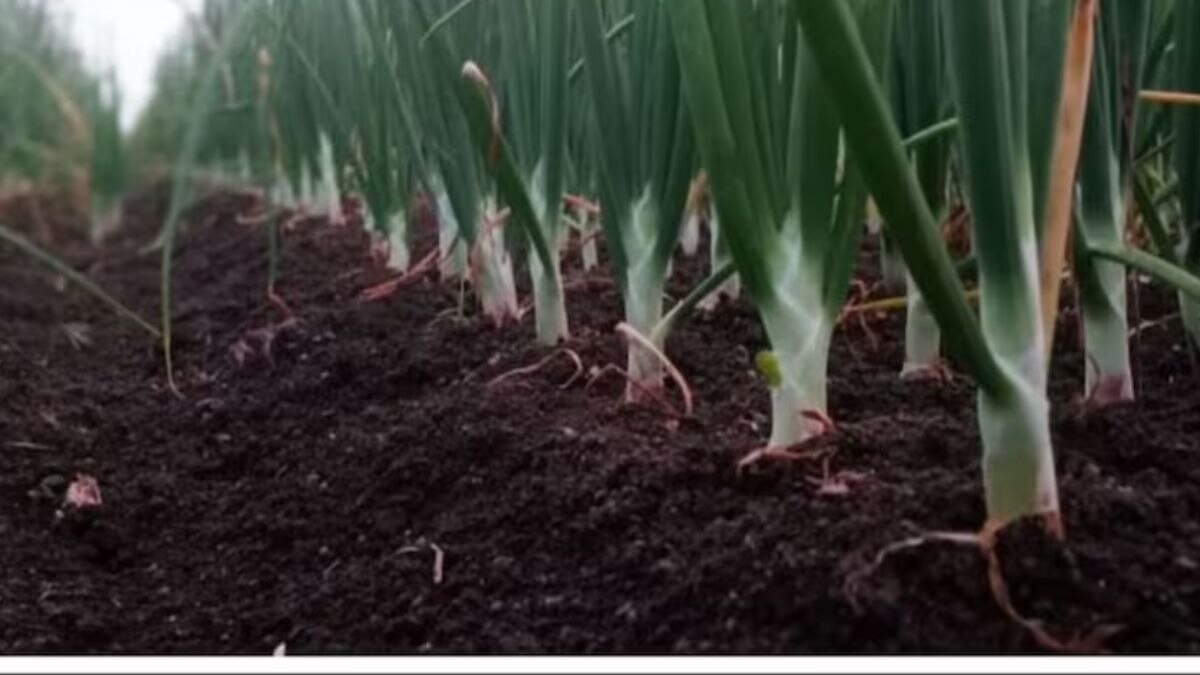 प्याज की खेती