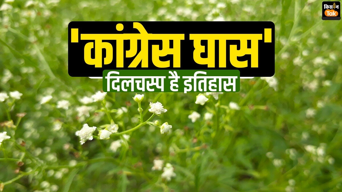 भारत में कैसे पहुंची 'कांग्रेस घास'? खतरनाक खरपतवार की दिलचस्प कहानी