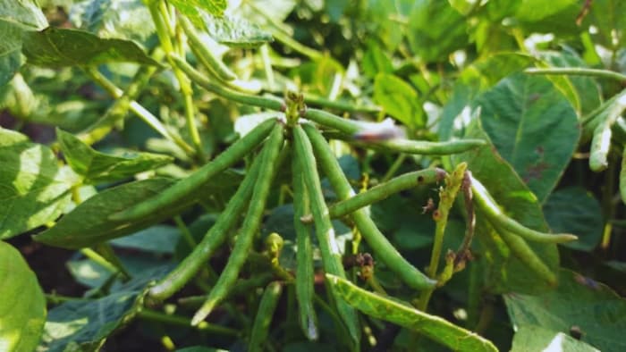 मूंग की खेती