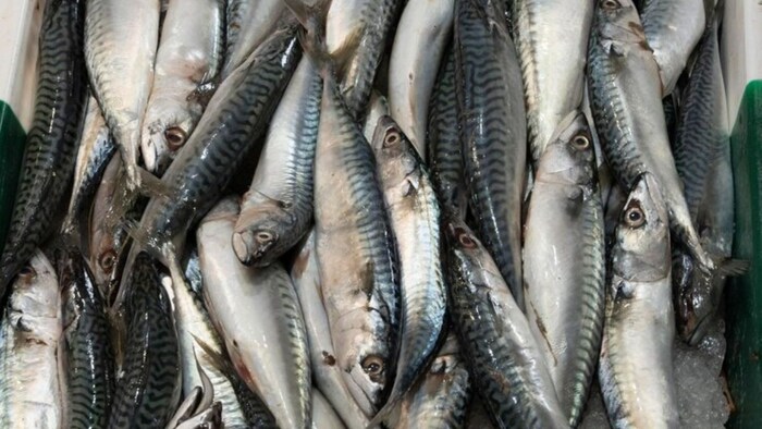 मछली पालन