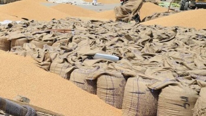 देश में गेहूं के आयात पर एक्सपर्ट की राय. (सांकेतिक फोटो)