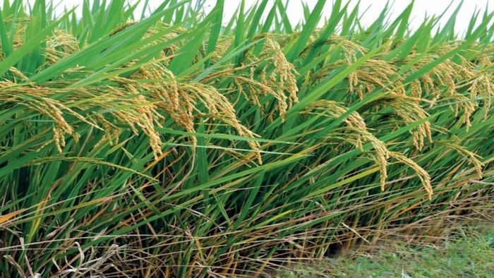 बासमती धान की खेती