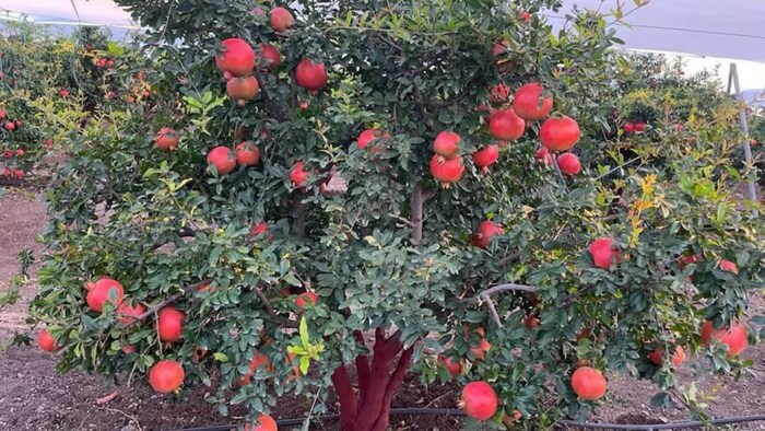 तरबूज की खेती से मालामाल हुआ किसान. (सांकेतिक फोटो)
