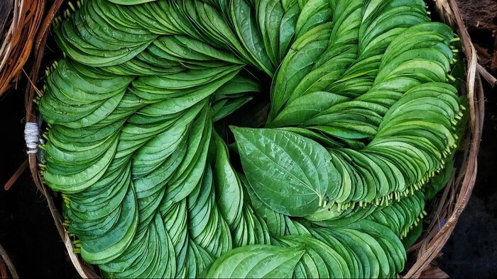 पान के पत्तों को सुरक्षित रखने का तरीका