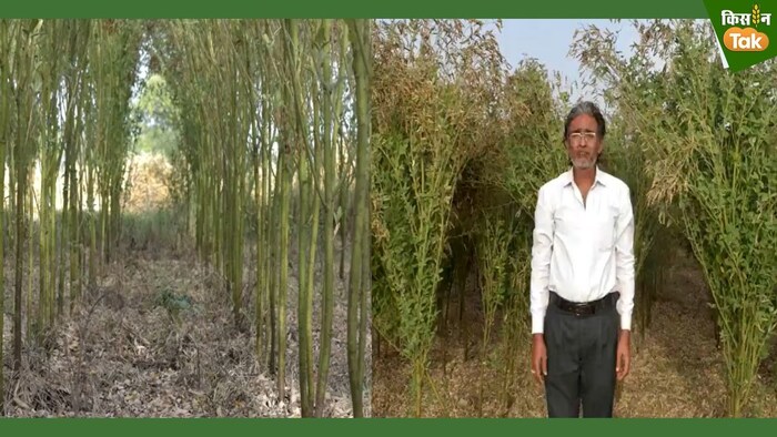 उत्तर प्रदेश के फतेहपुर निवासी किसान ने उन्नत प्रजाति की अरहर फसल की बंपर उपज हासिल की है.