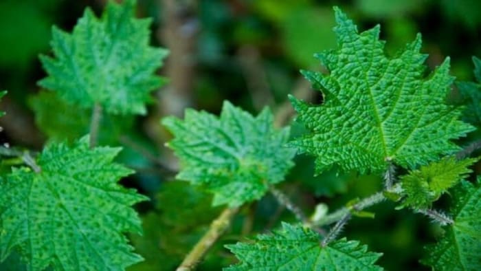 बिच्छू घास