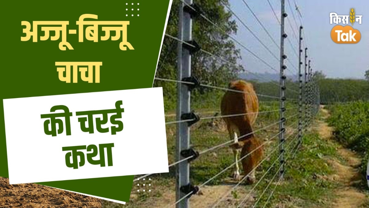 बिज्जू चाचा की तो चर गई फसल, तो फिर अज्जू चाचा ने कैसे बचाई?   
