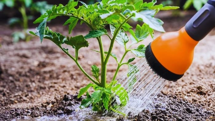 पौधों को पानी देने का सही तरीका