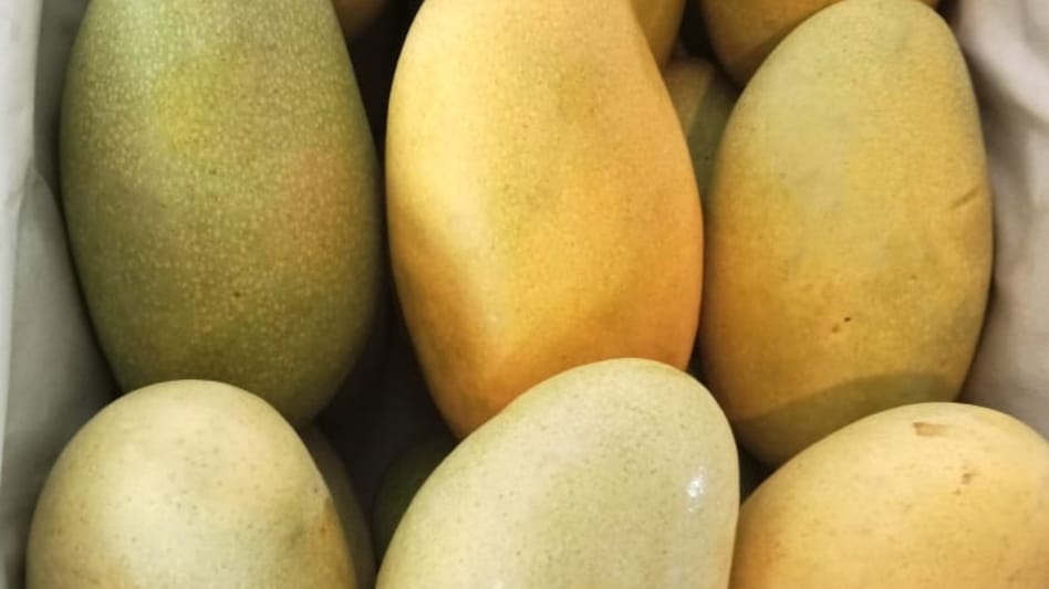 Dasheri Mango: लखनऊ के मशहूर दशहरी आम को लेकर आई बड़ी खबर, 250 से अधिक किसानों ने लिया बड़ा फैसला Dasheri Mango: लखनऊ के मशहूर दशहरी आम को लेकर आई बड़ी खबर, 250 से अधिक किसानों ने लिया बड़ा फैसला