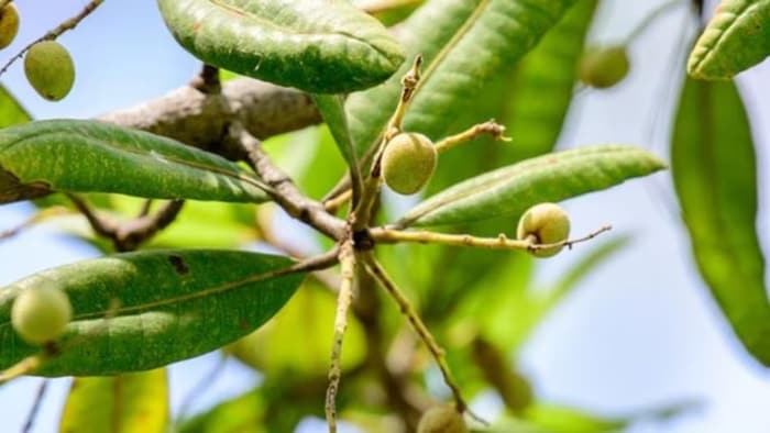 चिरौंजी की खेती