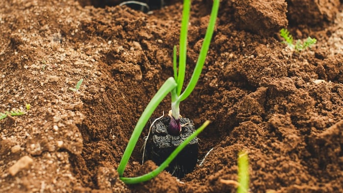 बड़े काम की होती है मछली से बनी खाद