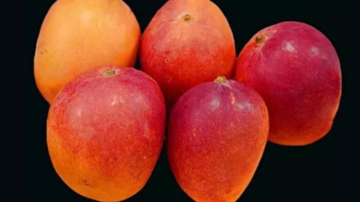 आम की सबसे खूबसूरत किस्मों में हुस्नआरा का नाम शामिल है.