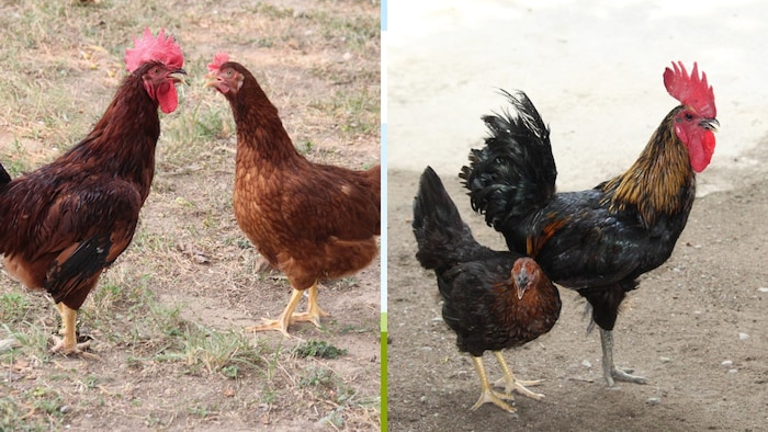 कैरी निर्भीक और कैरी श्यामा मुर्गियां (फोटो-किसान तक)