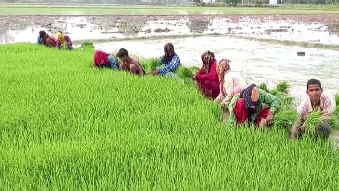 धान के पौधों की बढ़ोत्तरी के लिए जिंक प्रमुख पोषक तत्व है.