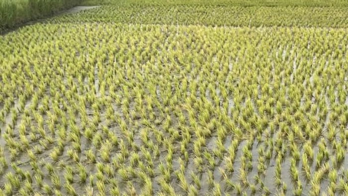 संडा विधि से धान की खेती .फोटो सौजन्य: सोशल मीडिया