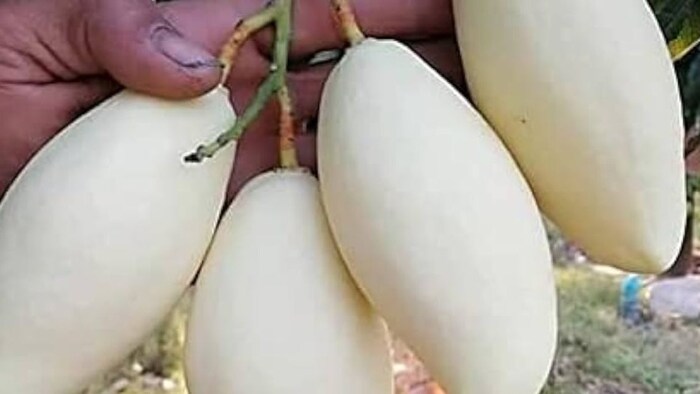 अल्कोहल जैसा है इस आम का स्वाद