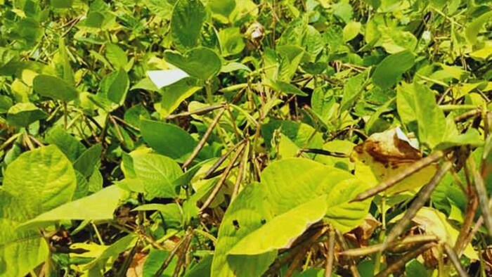 मूंग की उन्नत किस्में