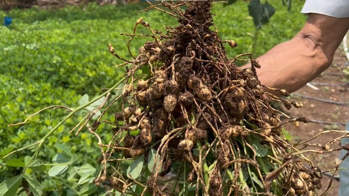 मूंगफली की खेती में नाइट्रोजन का इस्तेमाल