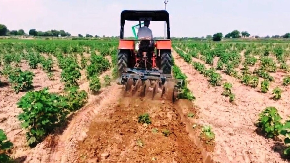 कपास का एमएसपी रेट 6620 रुपये प्रति क्विंटल है