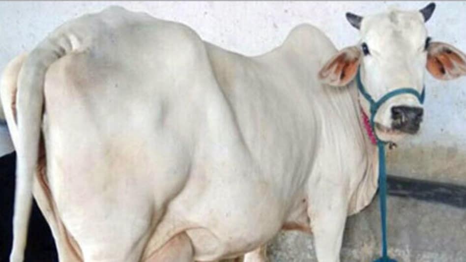 Cow Breed: डेयरी बिजनेस के लिए बेहद फायदेमंद है गाय की ये नस्ल, 3000 लीटर तक देती है दूध Cow Breed: डेयरी बिजनेस के लिए बेहद फायदेमंद है गाय की ये नस्ल, 3000 लीटर तक देती है दूध
