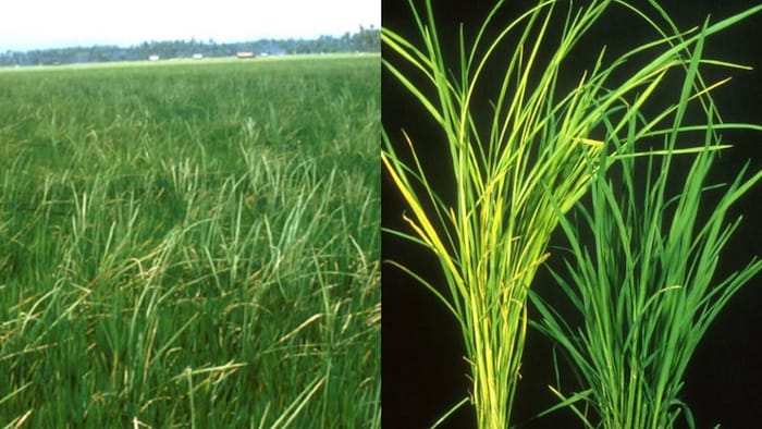 धान के बकानी रोग के लक्षण - फोटो सौजन्य: IARI, पूसा, दिल्ली