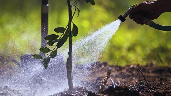 तरल कॉन्सोर्टिया खाद