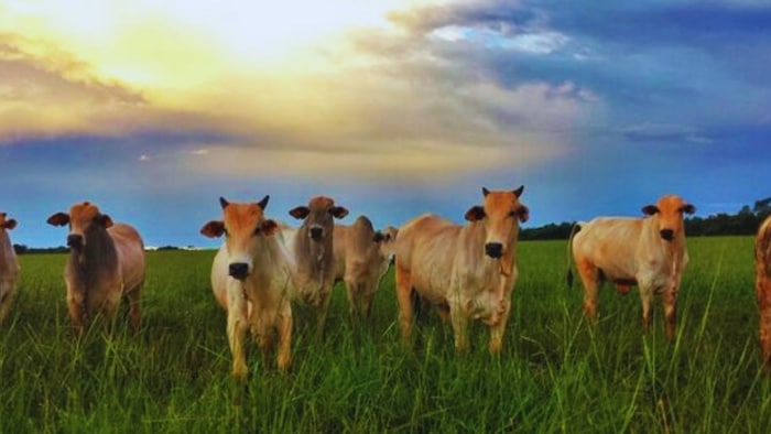 आवारा पशुओं को भागने की वजह से बच्चे की गई जान
