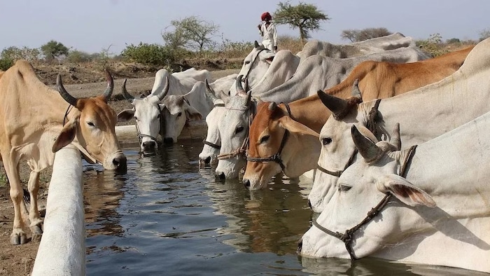 पशुओं के लिए जानलेवा है ये रोग